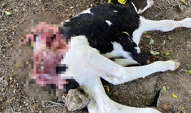 Sokak köpekleri buzağıya saldırdı