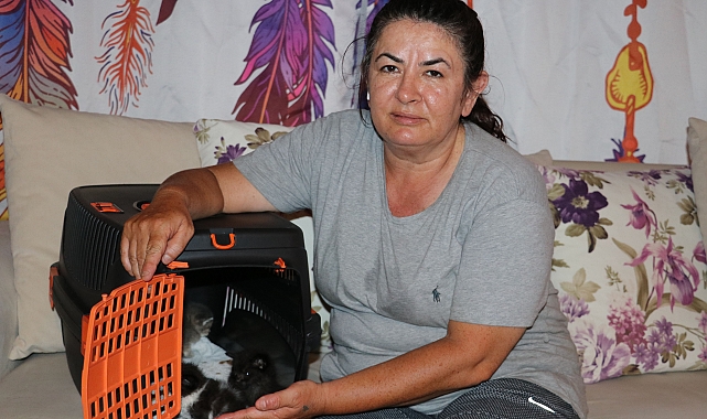 Sokakta kalmış yavru kedileri besliyor
