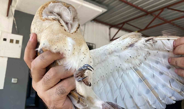 Türkiye'de nadir görülen peçeli baykuş, Antalya'da evin bahçesinde bulundu