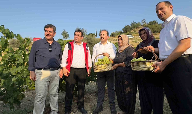 Vali bağda üzüm topladı