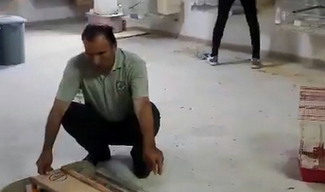 Yasa dışı üretilen 77 papağana el konuldu