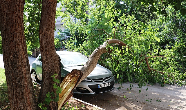 Ağaç, otomobilin üzerine devrildi