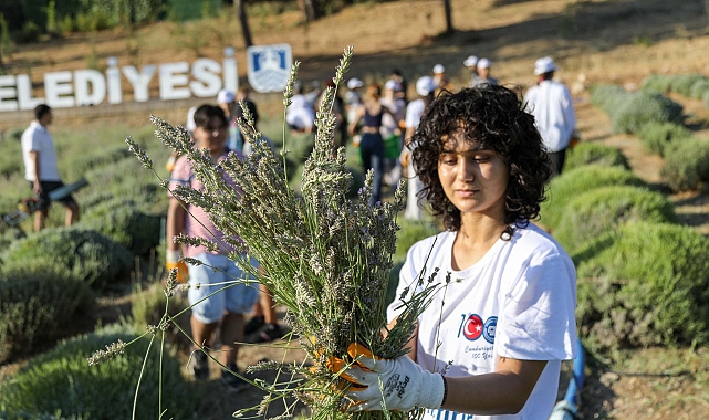 Bodrum'da lavanta kokuları içinde hasat keyfi