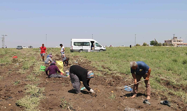 Depremzede çiftçi 350 dönümlük arazisindeki patatesi hayrına vatandaşlara bıraktı