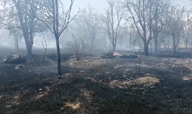 Isparta'da meyve bahçesinde çıkan yangında ağaçlar ve samanlar kül oldu