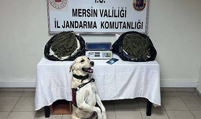Jandarma 3 adrese baskın yaptı, 14 kilo esrar ele geçirdi