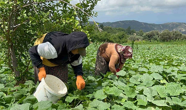 Kavurucu sıcakta 700 TL yevmiyeyle yapılan zorlu hasatta salatalık tarladan 5 TL'den alıcı buluyor