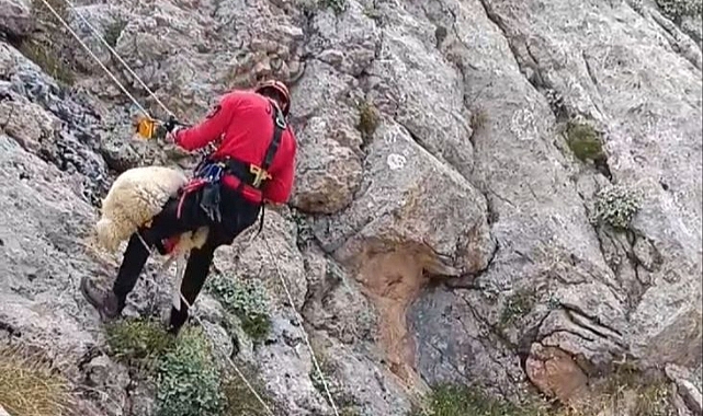 Kayalıkta mahsur kalan çoban ve koyunu, AFAD ve jandarma kurtardı
