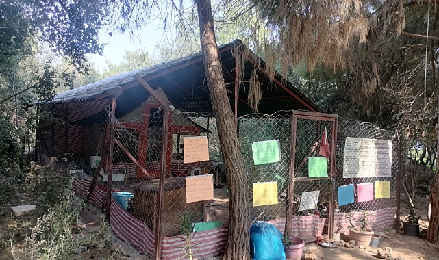 Kedi Evleri Bakımsız Halde