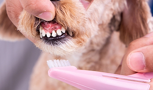 Kedi ve Köpeklerde Diş Sağlığının Önemi