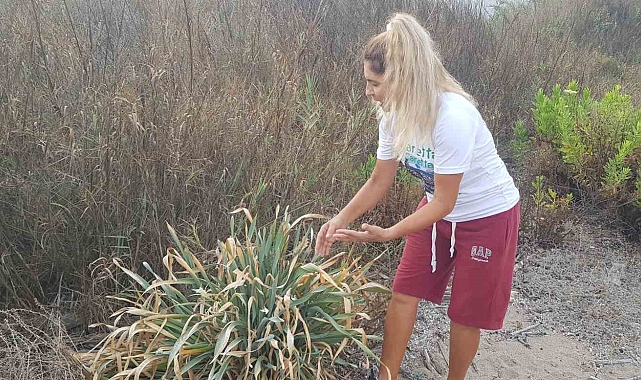 Koruma altındaki kum zambakları Alanya'da küresel ısınma kurbanı oldu
