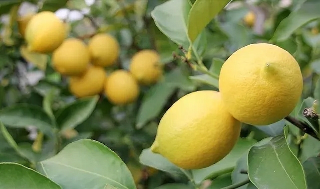 Limonun fiyatı yüz ekşitiyor