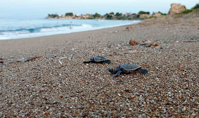 Antalya Manavgat'ta Caretta Caretta Koruma Projesi Meyvelerini Veriyor