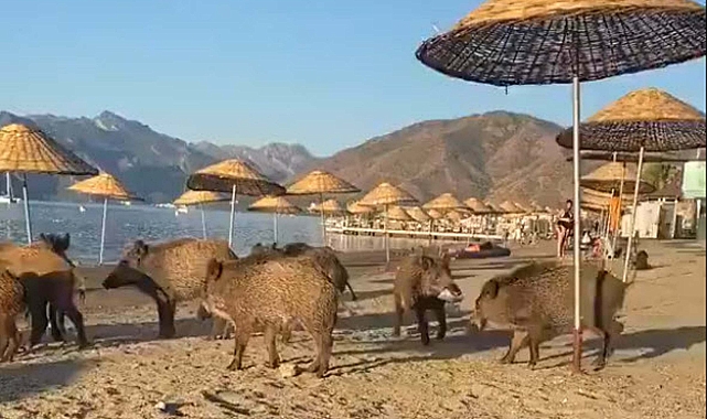 Marmaris'te domuzlar sahile indi