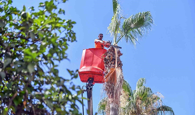 Mersin'de palmiye ağaçları budanıyor