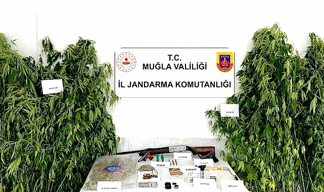 Muğla'da evinde esrar ve hintkenevirleriyle yakalandı