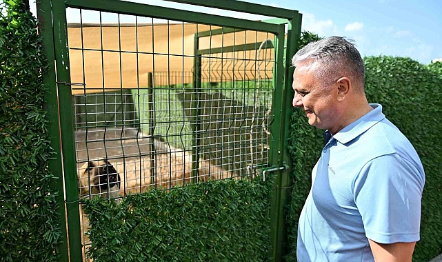 Muratpaşa Belediye Başkanı Uysal: "Sokak hayvanlarında denge sağlanmalı"