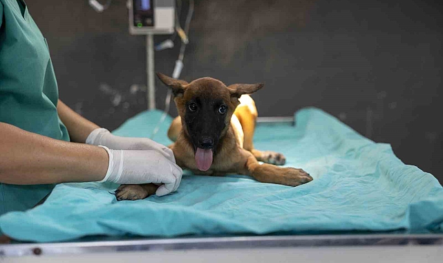 Sahibi tarafından terk edilen köpek, bakımevindeki tedaviyle iyileşiyor
