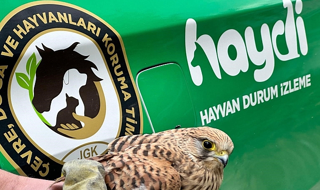 Yaralı Kerkenez Kuşu koruma altına alındı
