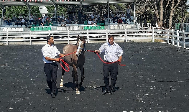 Yarış tayları ev fiyatına alıcı buldu