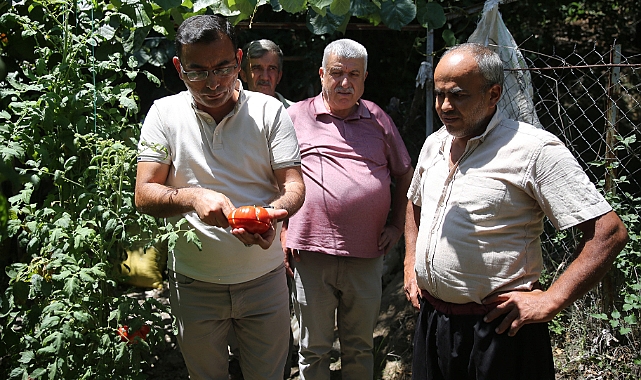 Alanya'da ata tohumu zincirleme üretimle çoğaltılıyor