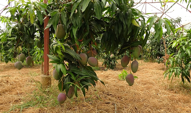 Alanya'da mango hasadı başladı