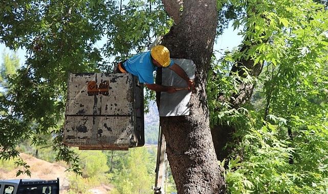 Alanya'da doğa mirası ağaçlara bakımları yapıldı