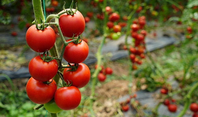 Antalya’da 2019’dan sonra domates üretiminde rekor düşüş