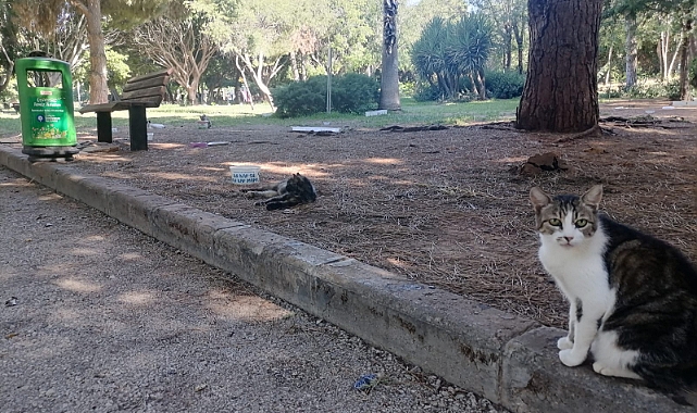 Antalya’nın O Parkı Kedi Cenneti