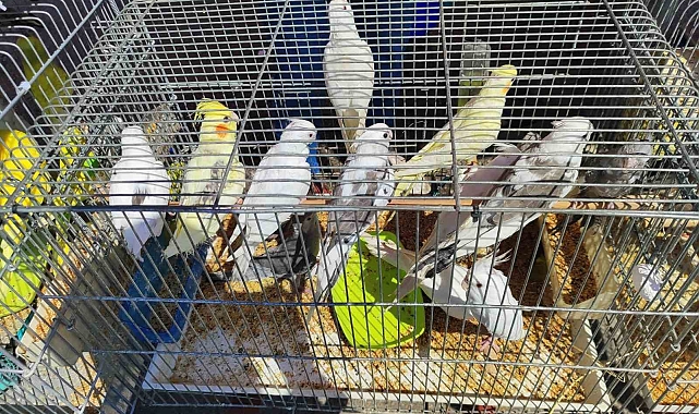 Antalya'da kaçak papağan operasyonu: 16 kuşa el konuldu