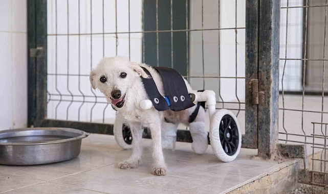 Arka ayakları kesilmiş halde bulunan köpek yürüteçle yürümeye başladı