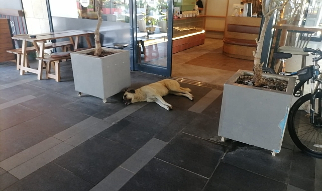 Aşırı Sıcaklar Sokak Hayvanlarını Da Etkiliyor 