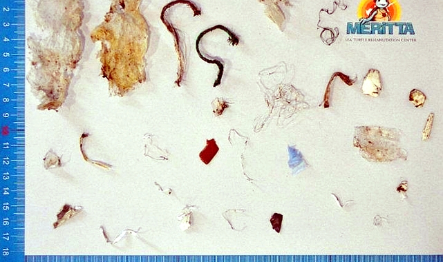 Balık ağlarına dolanan deniz kaplumbağasının dışkısında 27 plastik atık