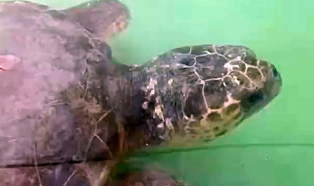 Caretta carettanın dışkısından misina ve balık kurşunu çıktı