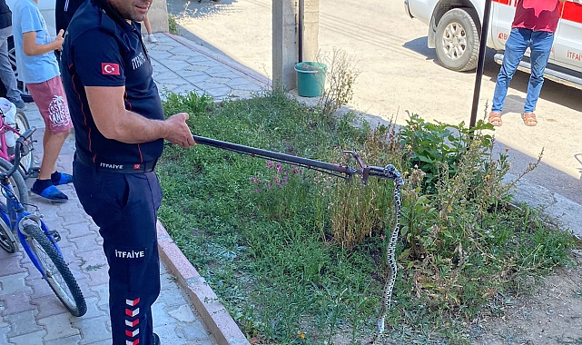 Evde 1,5 metrelik yılan yakalandı