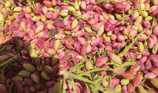 Fıstık hasadı
