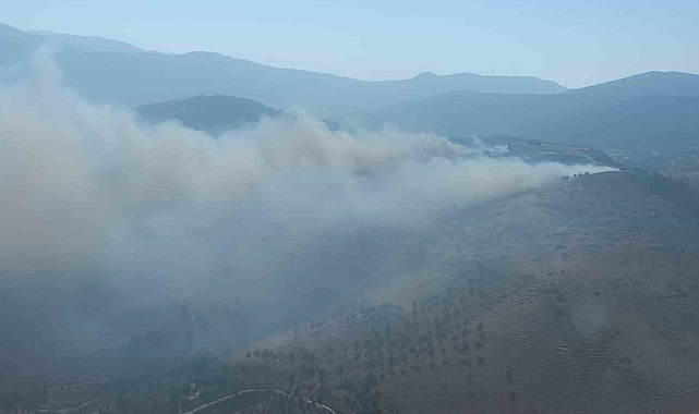 Hatay'da orman yangını