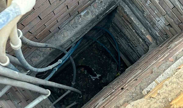 İskenderun'da binanın havalandırma boşluğuna düşen yavru kedi kurtarıldı