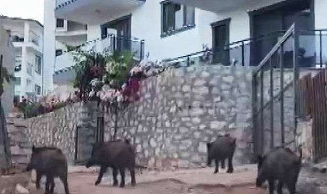 Kaş'ta yaban domuzları kent merkezine inip, yiyecek aradı; o anlar kamerada