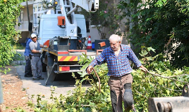 Konyaaltı'nda tehlike oluşturan ağaçlar budanıyor