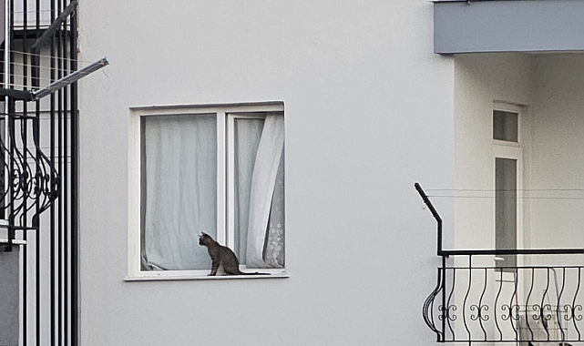 Mahalleli kedi derdine düştü