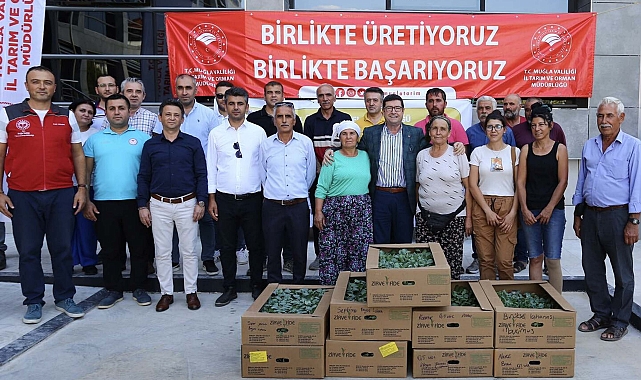 Muğla'da kışlık sebze fideleri toprakla buluşuyor