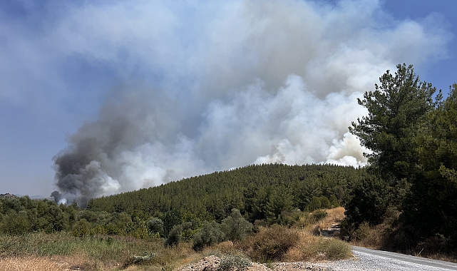 Muğla'da orman yangını