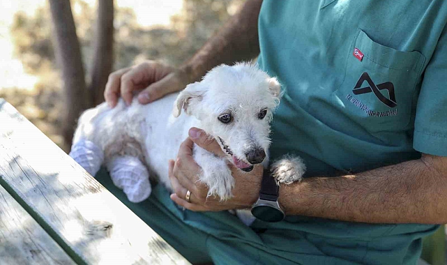 Polis ve itfaiye kurtarmıştı: Ayakları kesilen köpek sağlığına kavuştu
