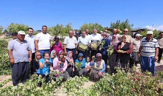 Sofralık üzüm hasadı başladı