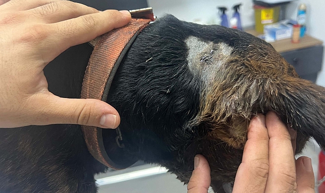 Sokak köpeği tabancayla vuruldu