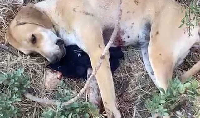 Tavuklarına saldırdığını ileri sürdüğü köpeği tüfekle yaraladı