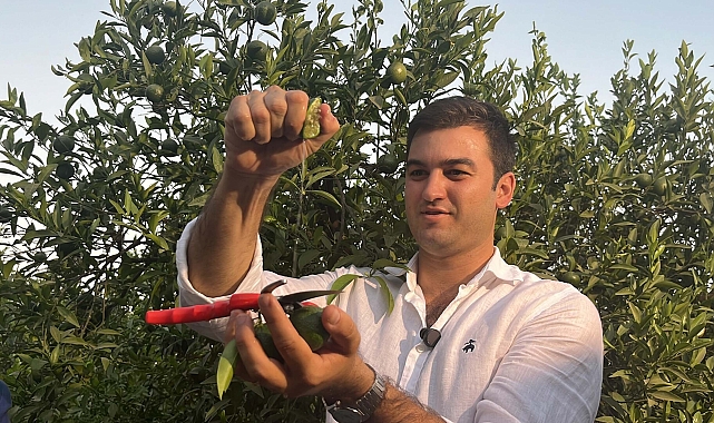 Turizm cenneti Bodrum'da yeşil mandalina hasadı