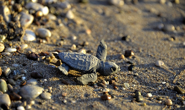 Yavru caretta caretta mevsimi