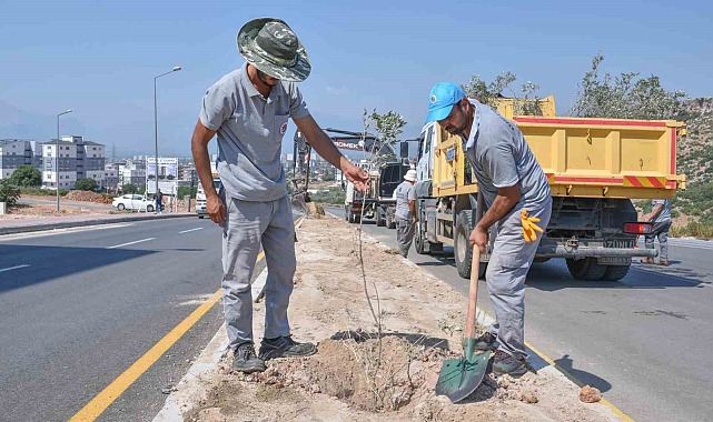 Zeytin Dalı Şehitleri Caddesi'ne 100 zeytin fidanı